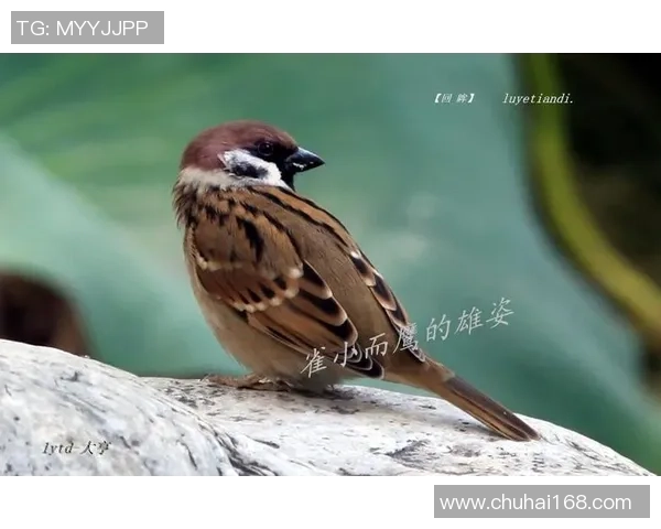 足球麻雀的魅力碰撞：当绿茵场与雀桌相遇的奇妙体验